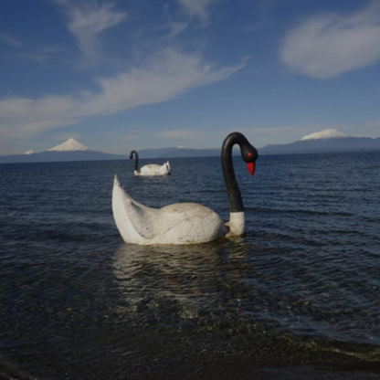 Tour privado Ruta Colonos Alemanes – Llanquihue – Frutillar – Puerto Octay (1-4 personas)