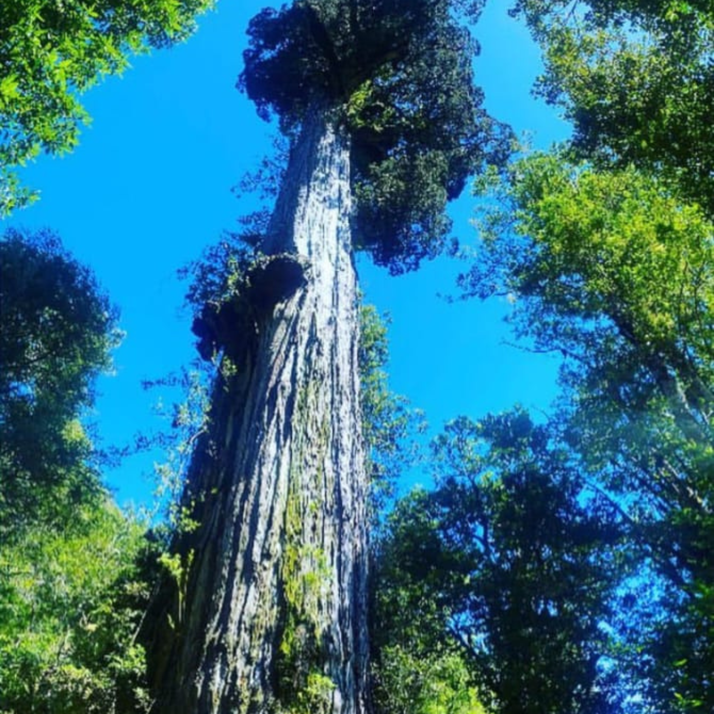 Tour de Trekking por el Fascinante Parque nacional Alerce Andino