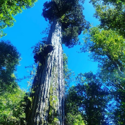 Tour de Trekking por el Fascinante Parque nacional Alerce Andino